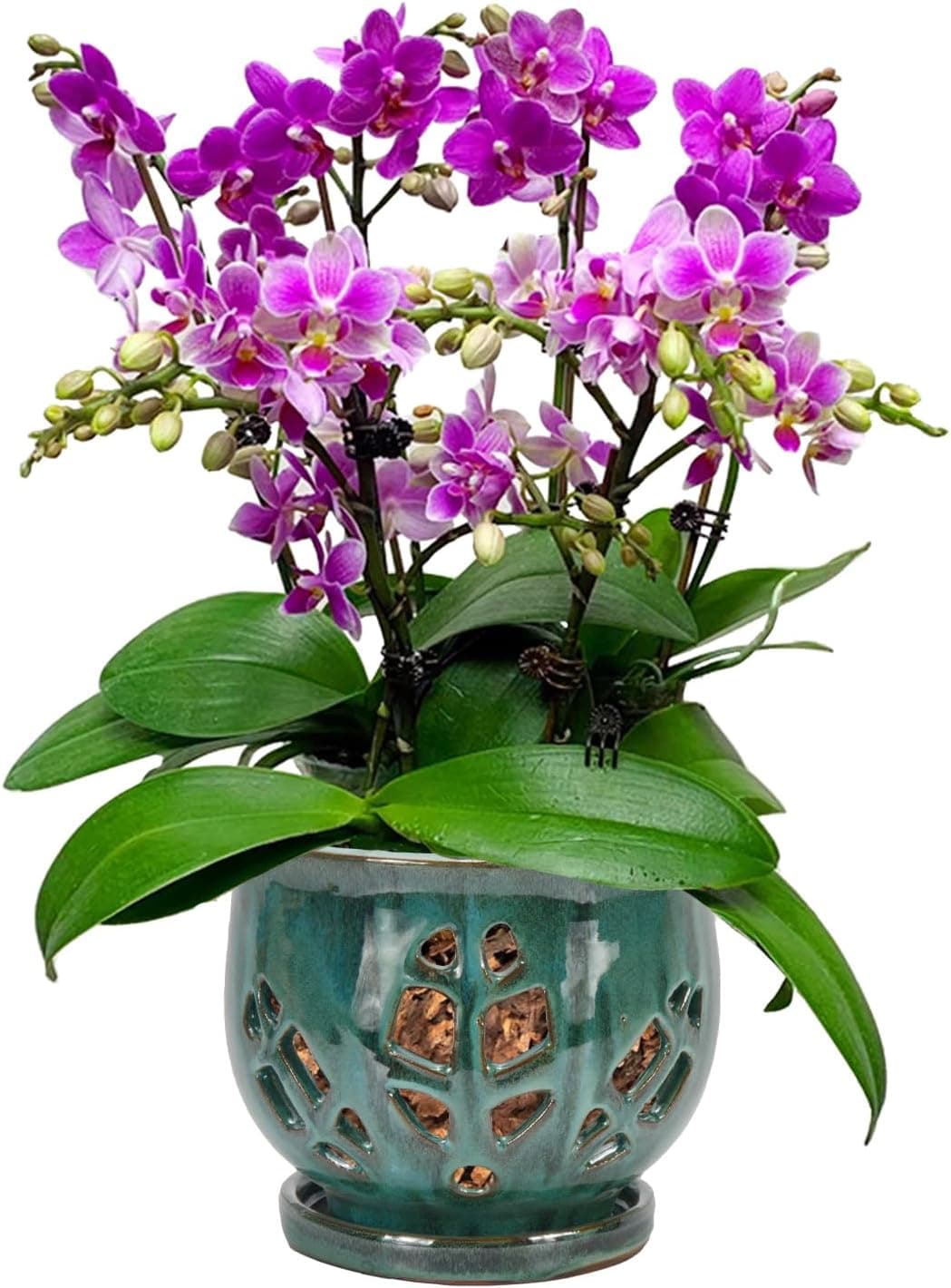 W&W Vaso de orquídea com furos e pires para repotting, mistura verde, 16,5 cm