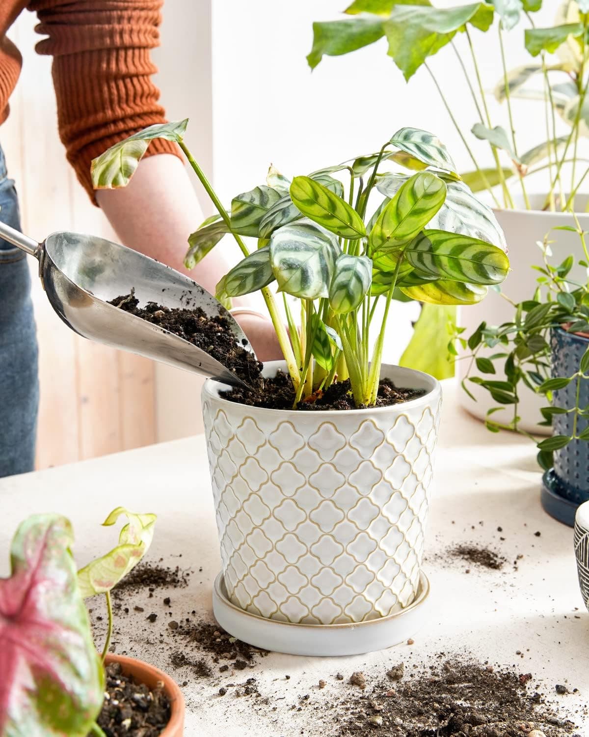 LE TAUCI Vasos de cerâmica para plantas, vasos de plantas de 13 cm com orifício de drenagem e pires, vasos de plantas de interior para suculentas, plantas de cobra e cacto, vasos de flores, conjunto - Imagem 3