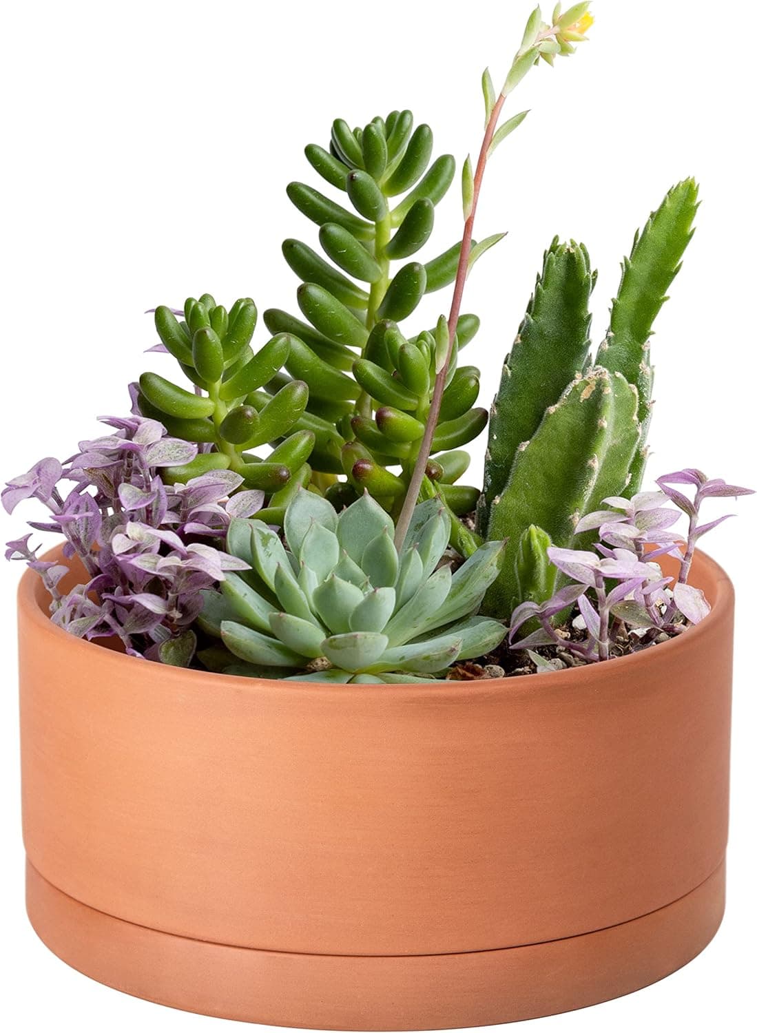 D'vine Dev Vaso raso de terracota suculenta de 20 cm com orifício de drenagem e pires, vaso cilíndrico redondo para flor de planta, 40-Y-A-0
